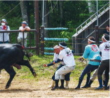 越後山古志牛の角突き大会