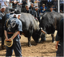 越後小千谷牛の角突き