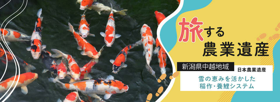 新潟県中越地域 雪の恵みを活かした稲作・養鯉システム