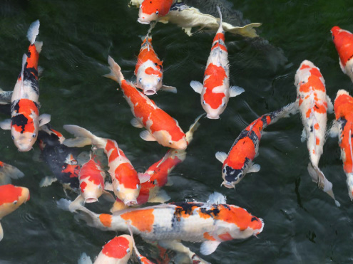 新潟県中越地域:雪の恵みを活かした稲作・養鯉システム