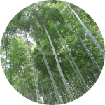 はじめよう、竹のある暮らし