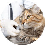 「獣医学部」ってどんなところ？