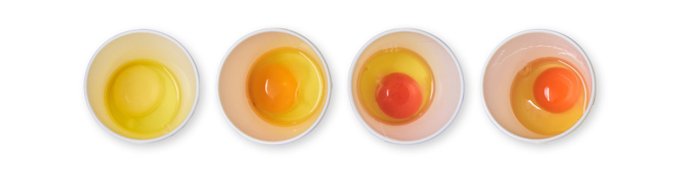 左から、米艶、たまゆら琥珀、夢王、タマンゴ