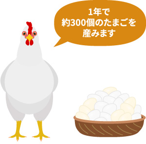 1年で約300個のたまごを産みます