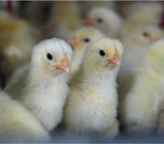 ［3］育雛農場・育成農場