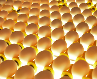 ［4］検卵（検査）