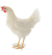 ジュリア イメージ