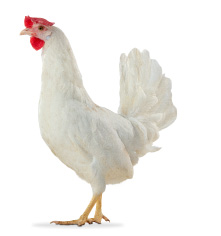 バブコックB400 イメージ