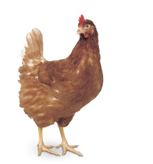 ボリスブラウン イメージ