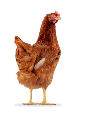 シェーバーブラウン イメージ