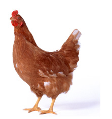 純国産鶏もみじ イメージ