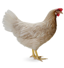 ソニア イメージ