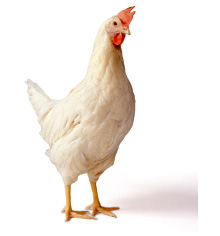 純国産鶏さくら イメージ