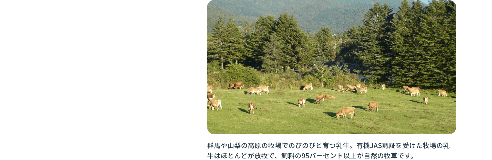 群馬や山梨の高原の牧場でのびのびと育つ乳牛。有機JAS認証を受けた牧場の乳牛はほとんどが放牧で、飼料の95パーセント以上が自然の牧草です。