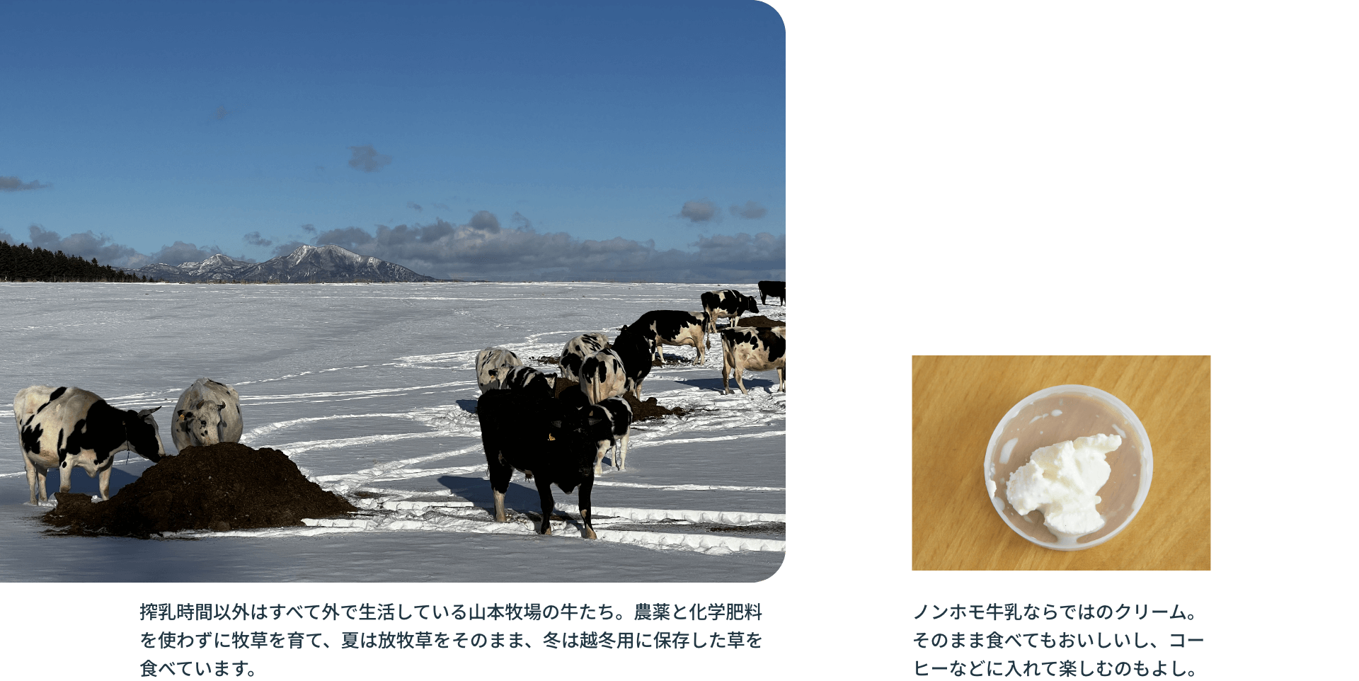 搾乳時間以外はすべて外で生活している山本牧場の牛たち。農薬と化学肥料を使わずに牧草を育て、夏は放牧草をそのまま、冬は越冬用に保存した草を食べています。ノンホモ牛乳ならではのクリーム。そのまま食べてもおいしいし、コーヒーなどに入れて楽しむのもよし。