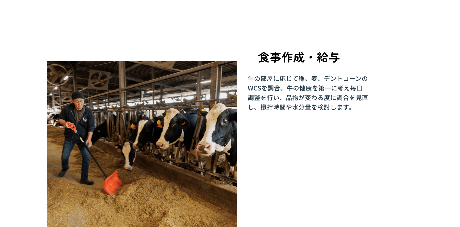 食事作成・給与：牛の部屋に応じて稲、麦、デントコーンのWCSを調合。牛の健康を第一に考え毎日調整を行い、品物が変わる度に調合を見直し、攪拌時間や水分量を検討します。