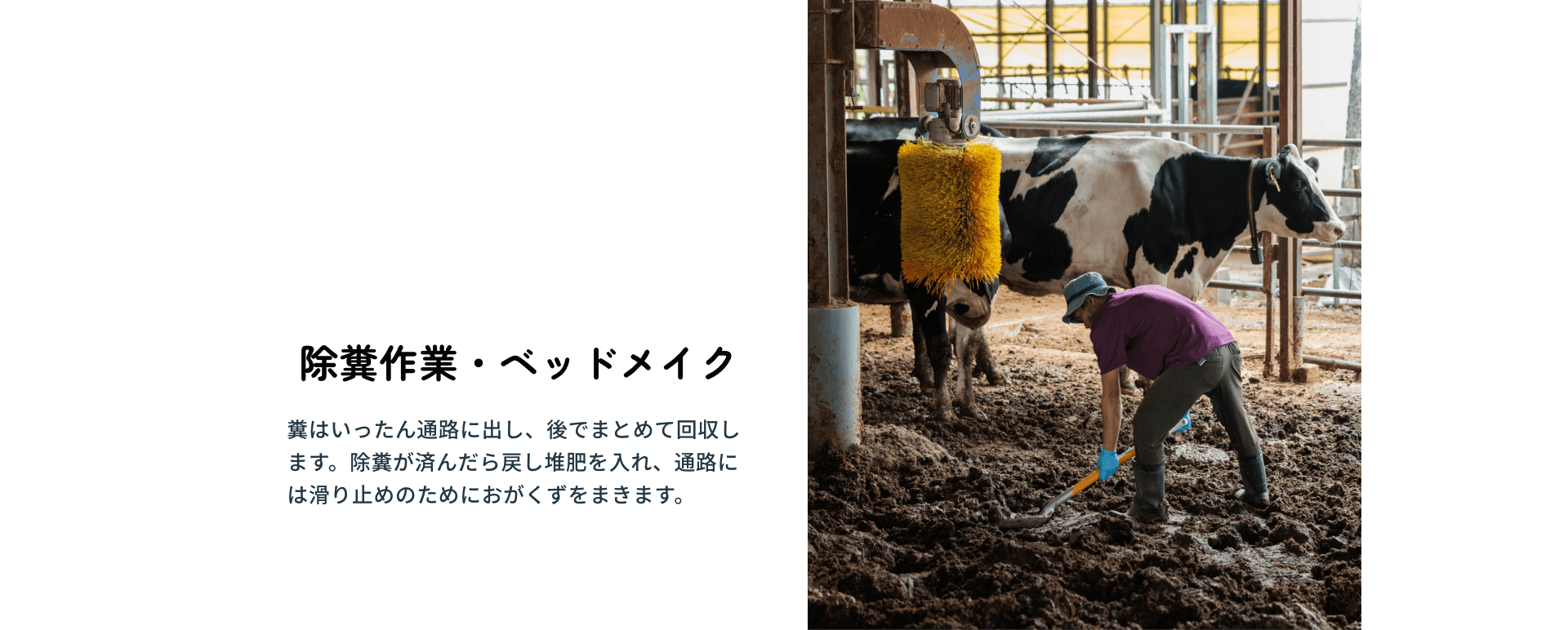 除糞作業・ベッドメイク：糞はいったん通路に出し、後でまとめて回収します。除糞が済んだら戻し堆肥を入れ、通路には滑り止めのためにおがくずをまきます。