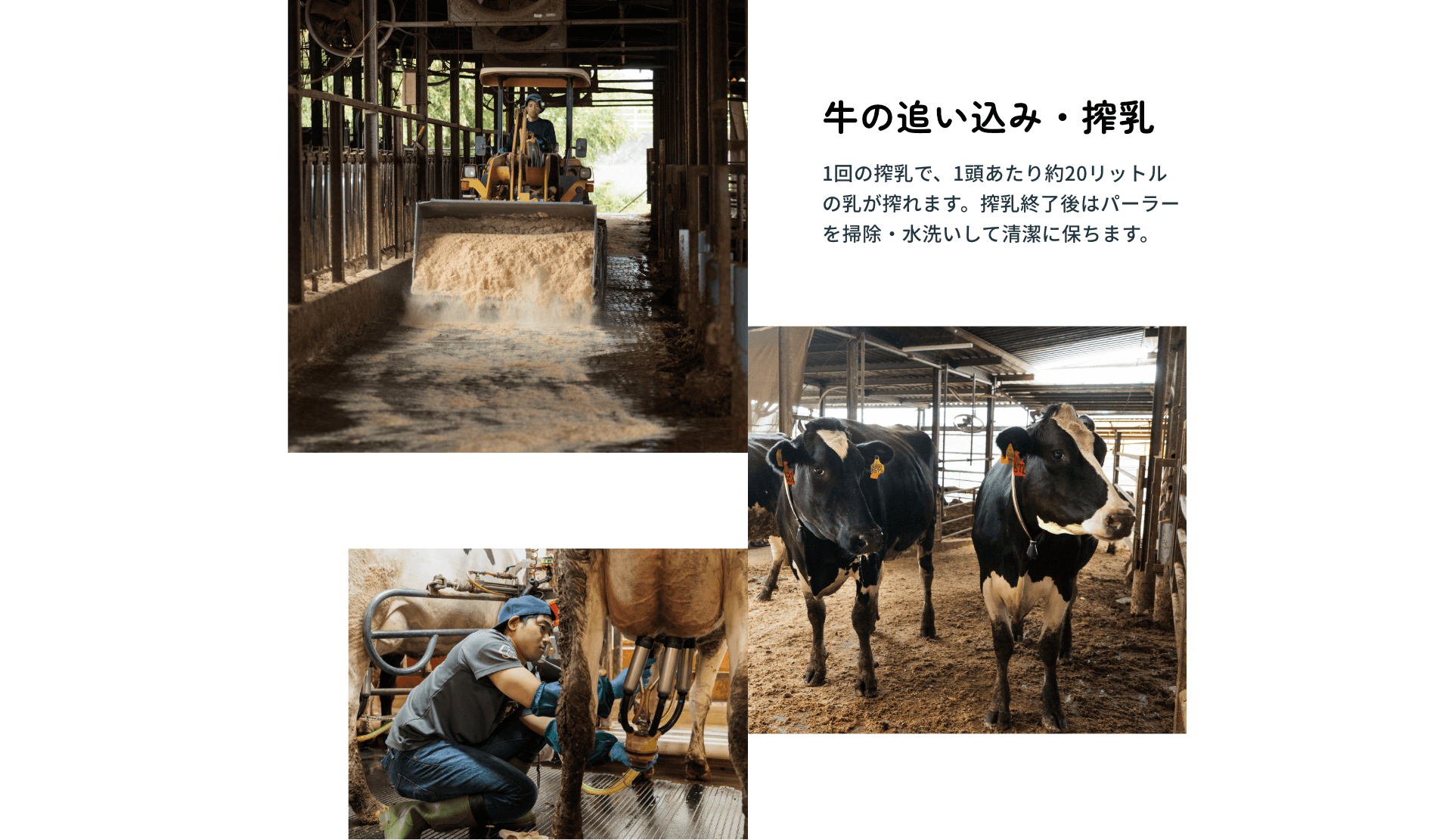 牛の追い込み・搾乳：1回の搾乳で、1頭あたり約20リットルの乳が搾れます。搾乳終了後はパーラーを掃除・水洗いして清潔に保ちます。