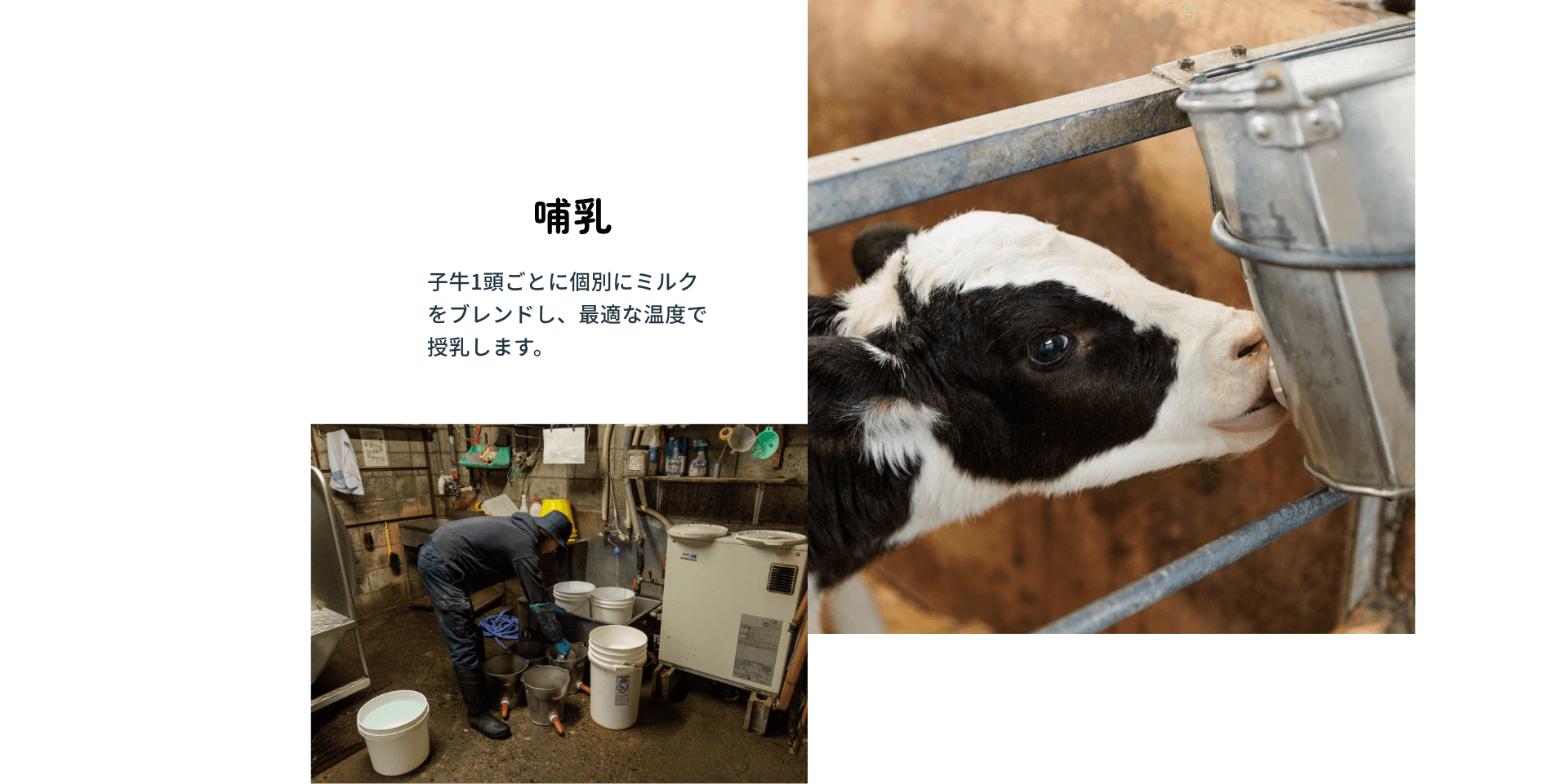 哺乳：子牛1頭ごとに個別にミルクをブレンドし、最適な温度で授乳します。