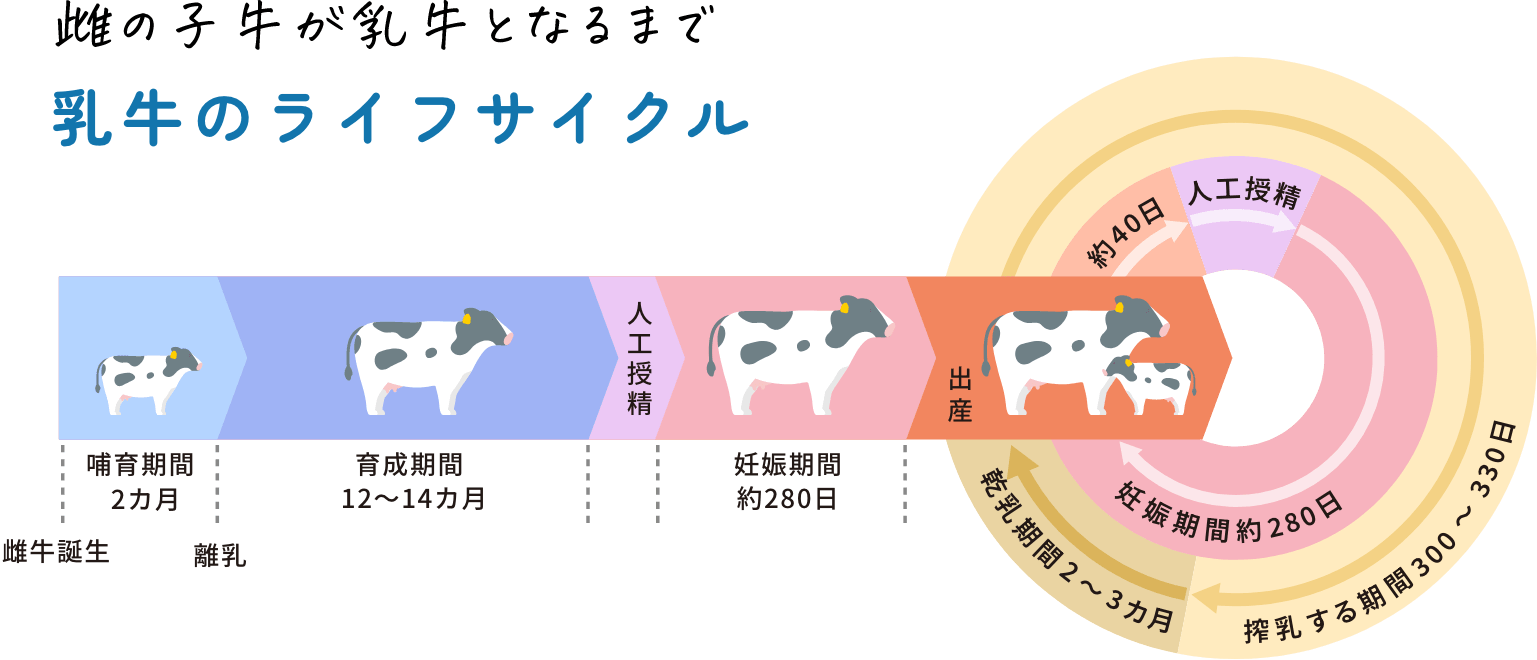 雌の子牛が乳牛となるまで 乳牛のライフサイクル