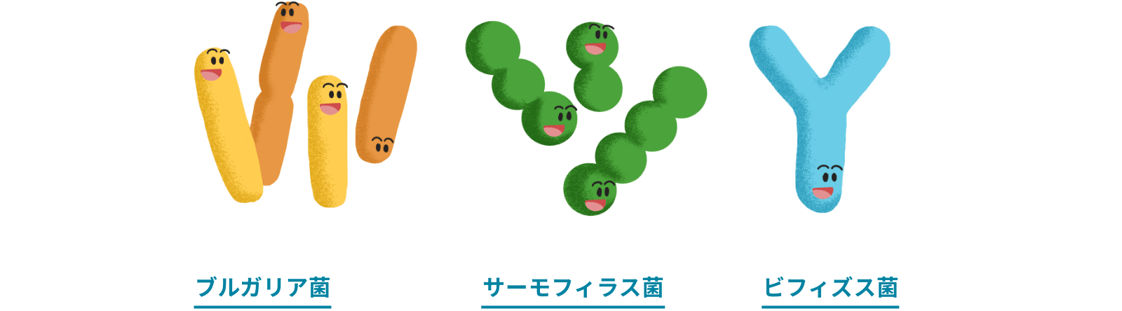 ブルガリア菌/サーモフィラス菌/ビフィズス菌
