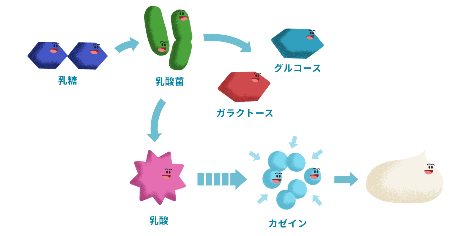 ヨーグルトの栄養素の動き