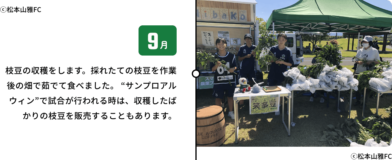 9月 枝豆の収穫をします。採れたての枝豆を作業後の畑で茹でて食べました。 “サンプロアルウィン”で試合が行われる時は、収穫したばかりの枝豆を販売することもあります。
