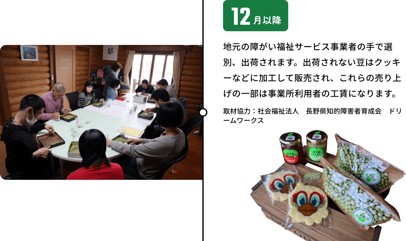 12月以降 地元の障がい福祉サービス事業者の手で選別、出荷されます。出荷されない豆はクッキーなどに加工して販売され、これらの売り上げの一部は事業所利用者の工賃になります。取材協力：社会福祉法人 長野県知的障害者育成会 ドリームワークス