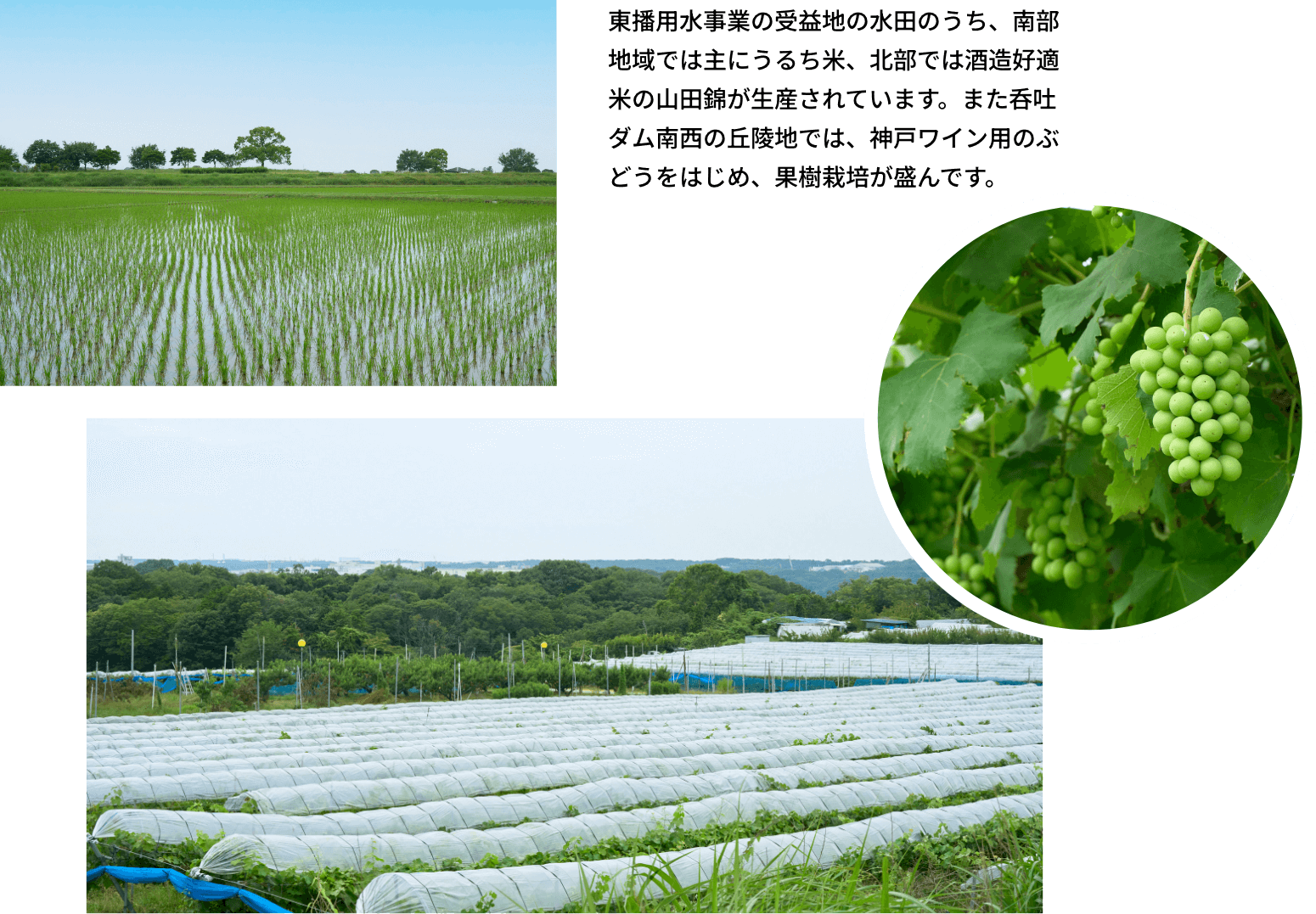 東播用水事業の受益地の水田のうち、南部地域では主にうるち米、北部では酒造好適米の山田錦が生産されています。また呑吐ダム南西の丘陵地では、神戸ワイン用のぶどうをはじめ、果樹栽培が盛んです。