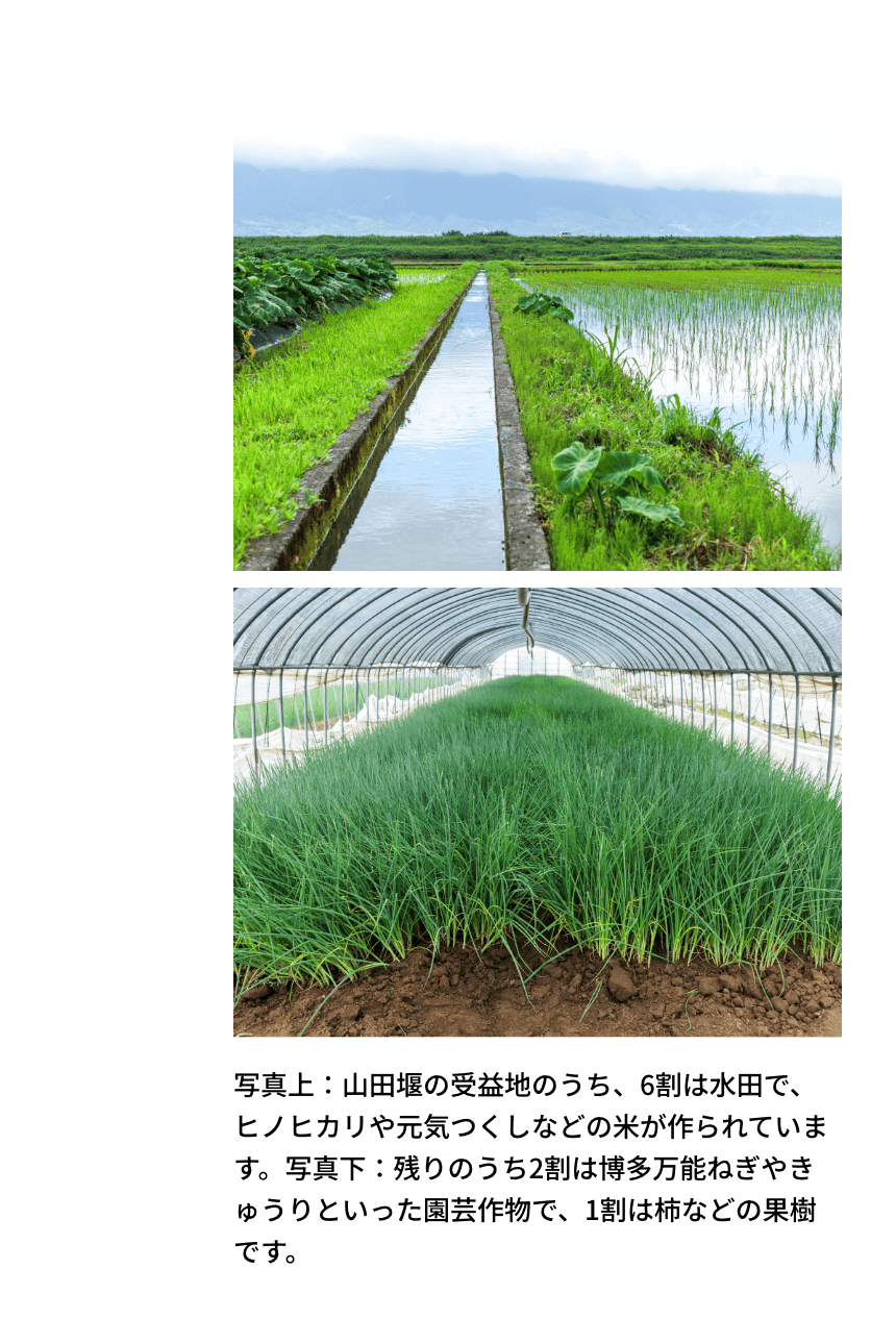 写真上：山田堰の受益地のうち、6割は水田で、ヒノヒカリや元気つくしなどの米が作られています。写真下：残りのうち2割は博多万能ねぎやきゅうりといった園芸作物で、1割は柿などの果樹です。