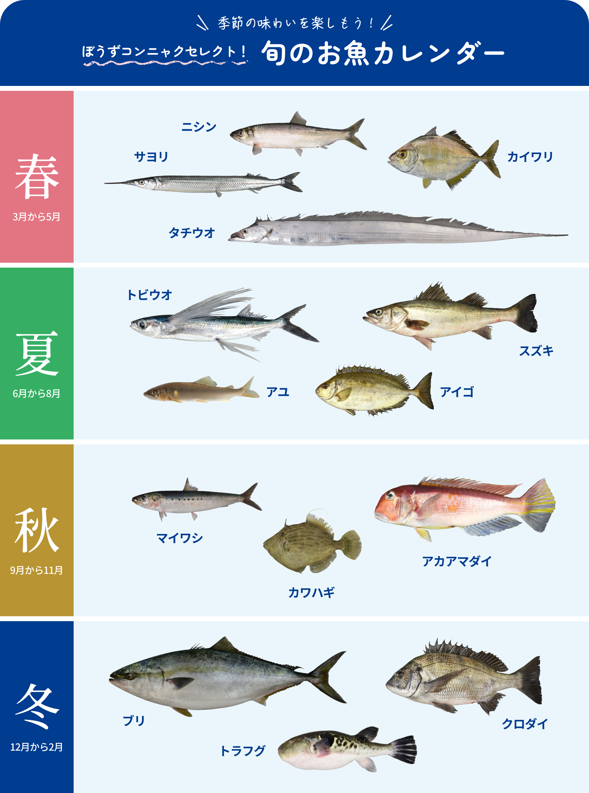  季節の味わいを楽しもう！ぼうずコンニャクセレクト！旬のお魚カレンダー 春：3月から5月 ニシン・サヨリ・タチウオ・カイワリ/夏：6月から8月 トビウオ・スズキ・アユ・アイゴ/秋：9月から11月 マイワシ・カワハギ・アカアマダイ/冬：12月から2月 ブリ・トラフグ・クロダイ