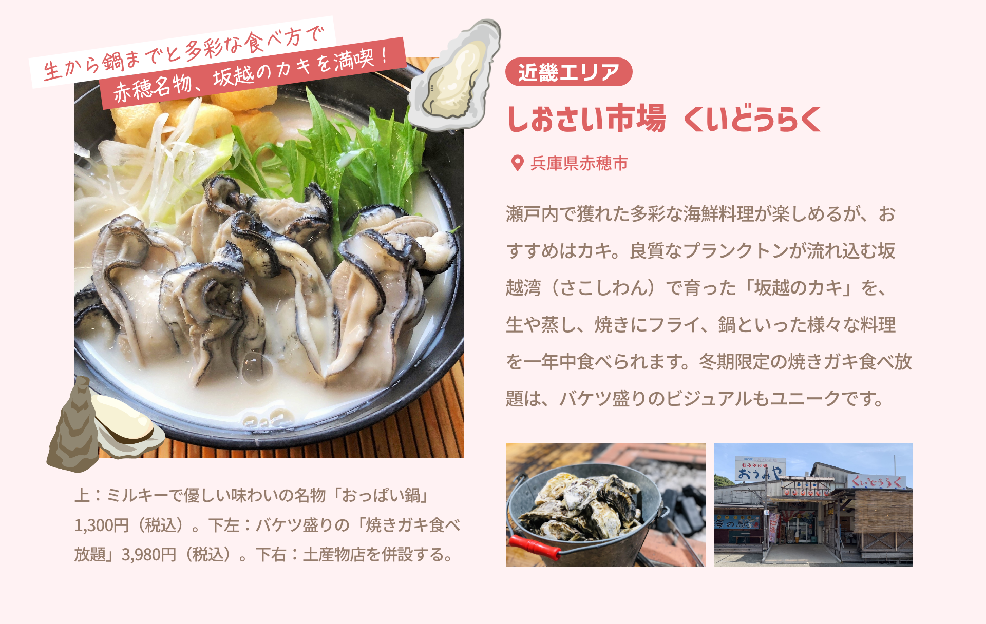 近畿エリア しおさい市場 くいどうらく 兵庫県赤穂市|瀬戸内で獲れた多彩な海鮮料理が楽しめるが、おすすめはカキ。良質なプランクトンが流れ込む坂越湾（さこしわん）で育った「坂越のカキ」を、生や蒸し、焼きにフライ、鍋といった様々な料理を一年中食べられます。冬期限定の焼きガキ食べ放題は、バケツ盛りのビジュアルもユニークです。|生から鍋までと多彩な食べ方で赤穂名物、坂越のカキを満喫！|上：ミルキーで優しい味わいの名物「おっぱい鍋」1,300円（税込）。下左：バケツ盛りの「焼きガキ食べ放題」3,980円（税込）。下右：土産物店を併設する。