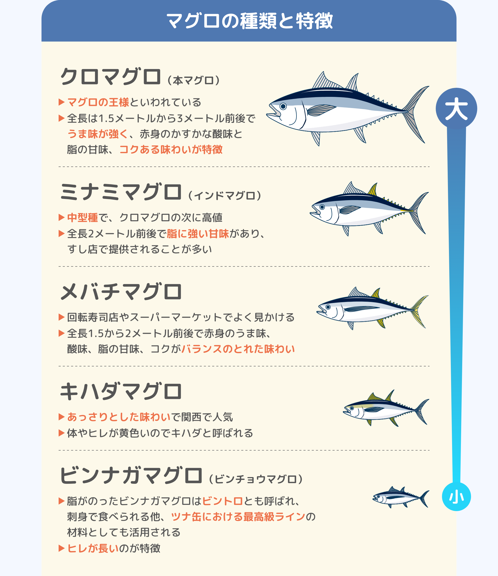 マグロの種類と特徴|クロマグロ（本マグロ）マグロの王様といわれている 全長は1.5メートルから3メートル前後でうま味が強く、赤身のかすかな酸味と脂の甘味、コクある味わいが特徴|ミナミマグロ（インドマグロ）中型種で、クロマグロの次に高値 全長2メートル前後で脂に強い甘味があり、すし店で提供されることが多い|メバチマグロ 回転寿司店やスーパーマーケットでよく見かける 全長1.5から2メートル前後で赤身のうま味、酸味、脂の甘味、コクがバランスのとれた味わい|キハダマグロ あっさりとした味わいで関西で人気 体やヒレが黄色いのでキハダと呼ばれる|ビンナガマグロ（ビンチョウマグロ）脂がのったビンナガマグロはビントロとも呼ばれ、刺身で食べられる他、ツナ缶における最高級ラインの材料としても活用される ヒレが長いのが特徴