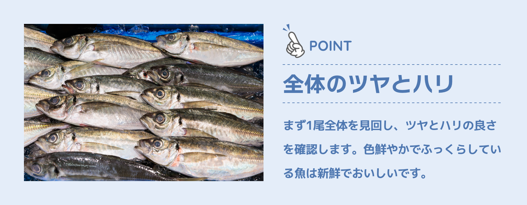 POINT|全体のツヤとハリ|まず1尾全体を見回し、ツヤとハリの良さを確認します。色鮮やかでふっくらしている魚は新鮮でおいしいです。