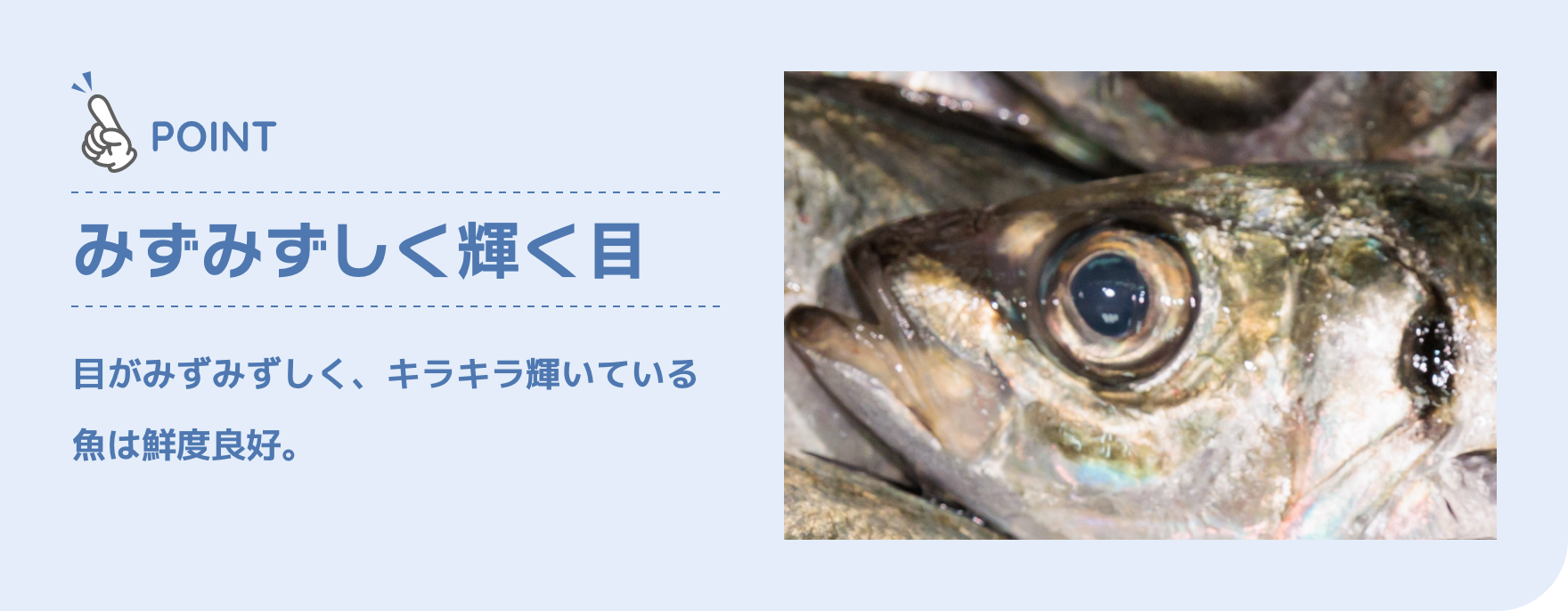 POINT|みずみずしく輝く目|目がみずみずしく、キラキラ輝いている魚は鮮度良好。
