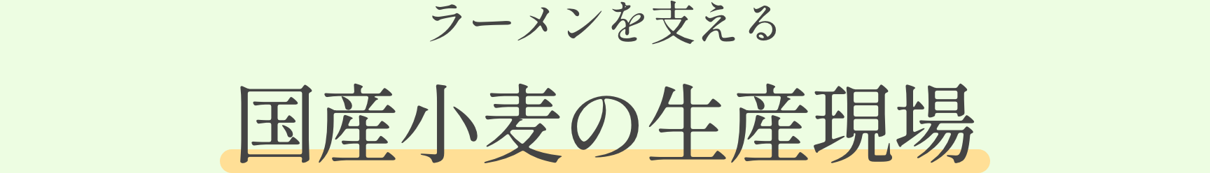 ラーメンを支える国産小麦の生産現場