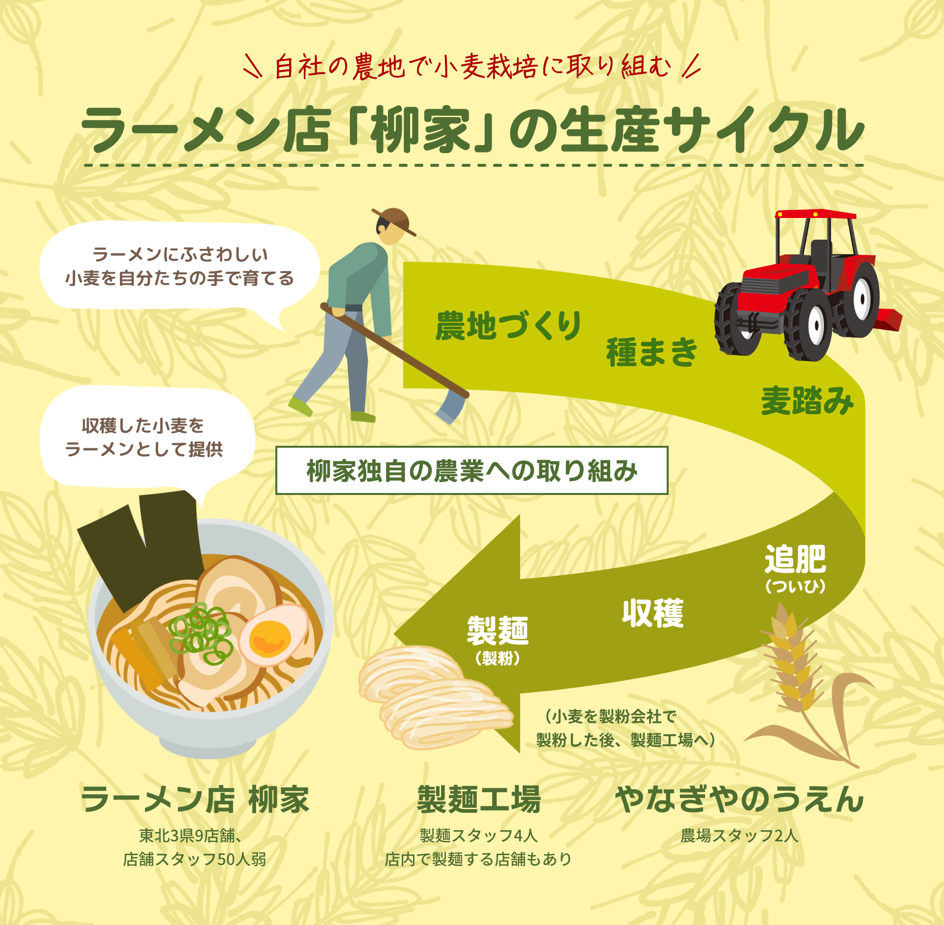 自社の農地で小麦栽培に取り組む｜ラーメン店「柳家」の生産サイクル｜柳家独自の農業への取り組み｜ラーメンにふさわしい小麦を自分たちの手で育てる｜農地づくり→種まき→麦踏み→追肥（ついひ）→収穫（小麦を製粉会社で製粉した後、製麺工場へ）→製麺（製粉）｜やなぎやのうえん：農場スタッフ2人｜製麺工場：製麺スタッフ4人、店内で製麺する店舗もあり｜ラーメン店 柳家：収穫した小麦をラーメンとして提供：東北3県9店舗、店舗スタッフ50人弱
