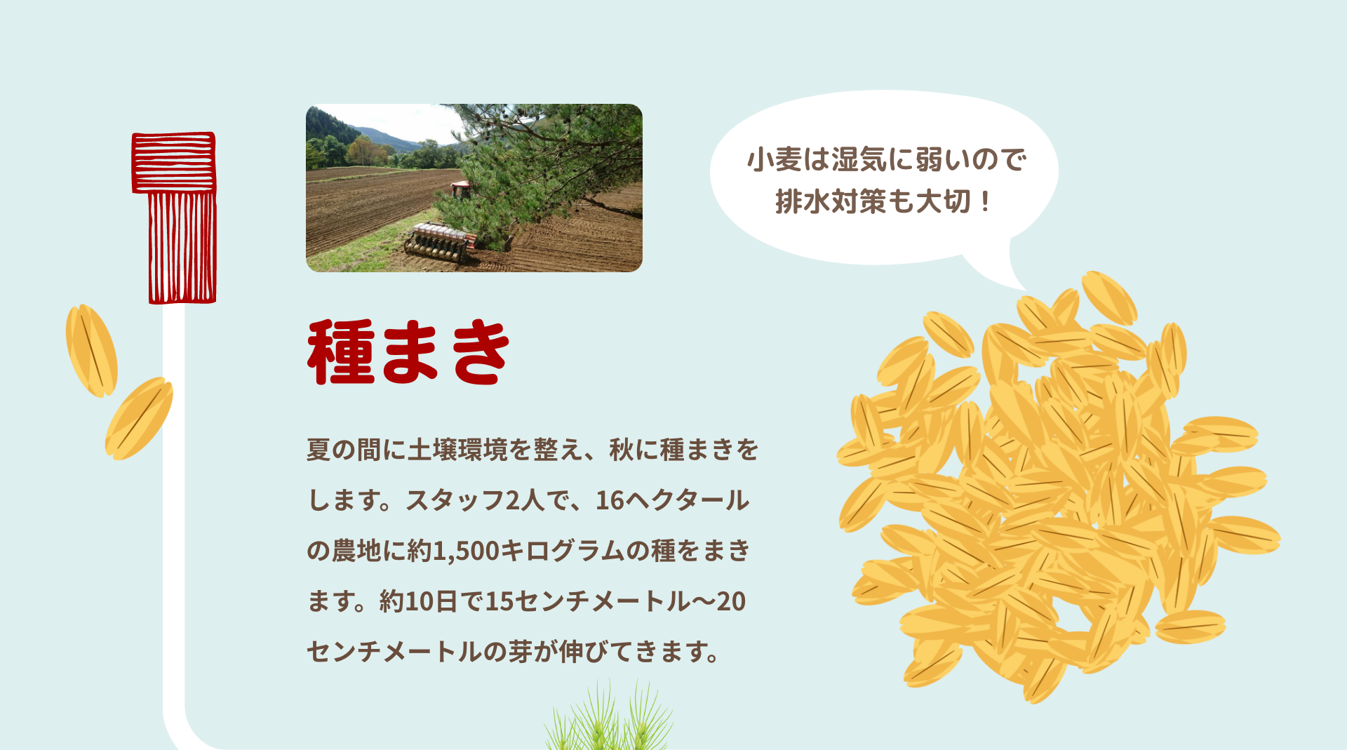 種まき｜夏の間に土壌環境を整え、秋に種まきをします。スタッフ2人で、16ヘクタールの農地に約1,500キログラムの種をまきます。約10日で15センチメートル～20センチメートルの芽が伸びてきます。｜小麦は湿気に弱いので排水対策も大切！