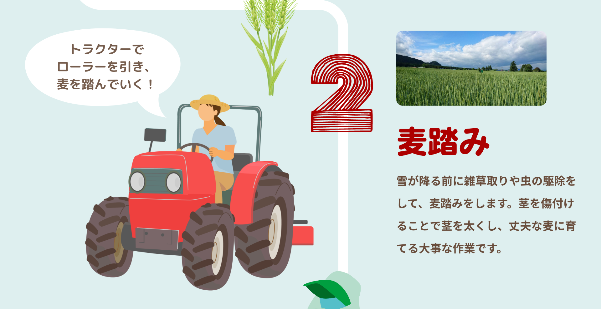 麦踏み｜雪が降る前に雑草取りや虫の駆除をして、麦踏みをします。茎を傷付けることで茎を太くし、丈夫な麦に育てる大事な作業です。｜トラクターでローラーを引き、麦を踏んでいく！