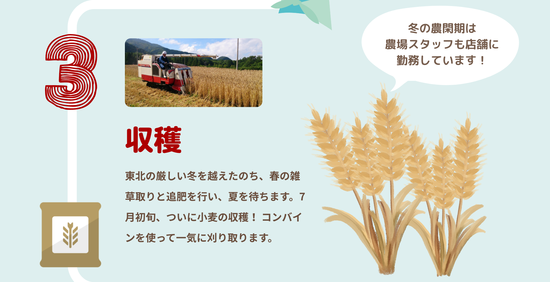 収穫｜東北の厳しい冬を越えたのち、春の雑草取りと追肥を行い、夏を待ちます。7月初旬、ついに小麦の収穫！ コンバインを使って一気に刈り取ります。｜冬の農閑期は農場スタッフも店舗に勤務しています！