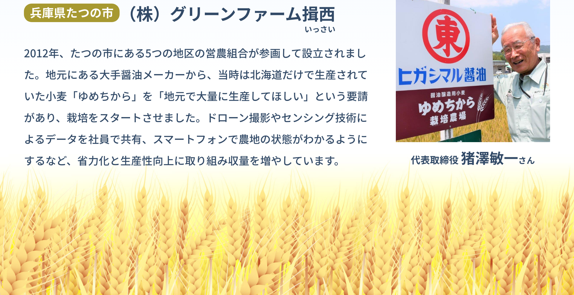 兵庫県たつの市（株）グリーンファーム揖西（いっさい）｜2012年、たつの市にある5つの地区の営農組合が参画して設立されました。地元にある大手醤油メーカーから、当時は北海道だけで生産されていた小麦「ゆめちから」を「地元で大量に生産してほしい」という要請があり、栽培をスタートさせました。ドローン撮影やセンシング技術によるデータを社員で共有、スマートフォンで農地の状態がわかるようにするなど、省力化と生産性向上に取り組み収量を増やしています。｜代表取締役 猪澤敏一さん