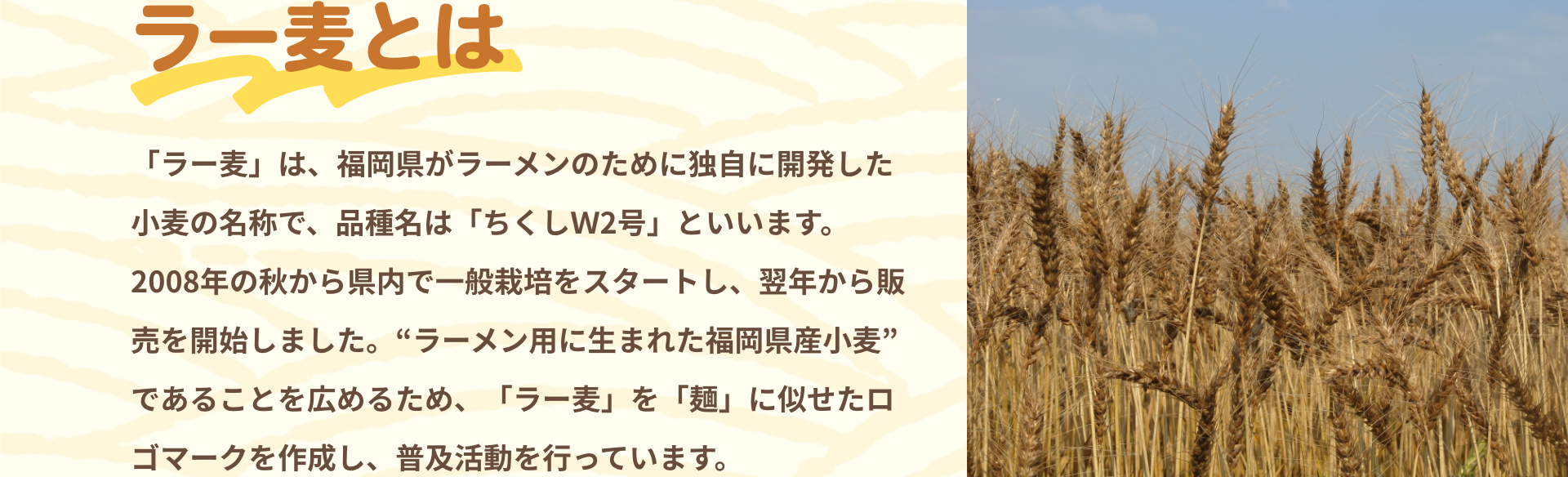 ラー麦とは|「ラー麦」は、福岡県がラーメンのために独自に開発した小麦の名称で、品種名は「ちくしW2号」といいます。2008年の秋から県内で一般栽培をスタートし、翌年から販売を開始しました。“ラーメン用に生まれた福岡県産小麦” であることを広めるため、「ラー麦」を「麺」に似せたロゴマークを作成し、普及活動を行っています。