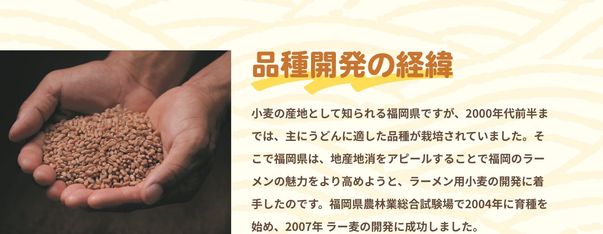 品種開発の経緯|小麦の産地として知られる福岡県ですが、2000年代前半までは、主にうどんに適した品種が栽培されていました。そこで福岡県は、地産地消をアピールすることで福岡のラーメンの魅力をより高めようと、ラーメン用小麦の開発に着手したのです。福岡県農林業総合試験場で2004年に育種を始め、2007年 ラー麦の開発に成功しました。