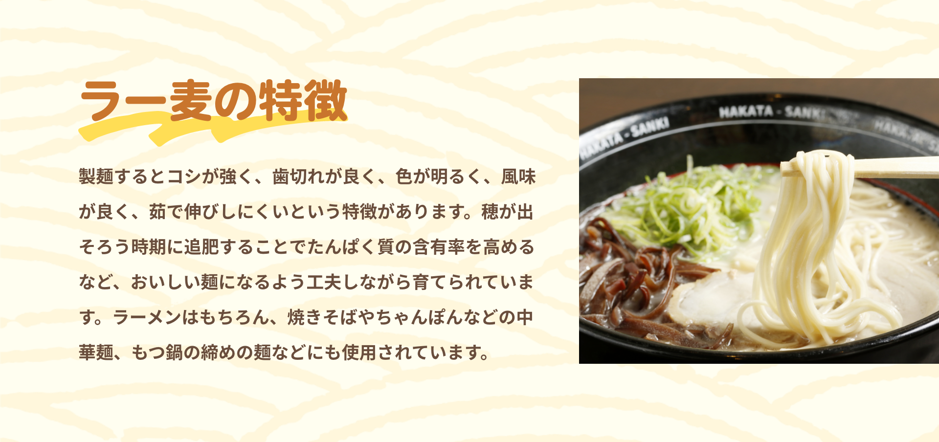 ラー麦の特徴|製麺するとコシが強く、歯切れが良く、色が明るく、風味が良く、茹で伸びしにくいという特徴があります。穂が出そろう時期に追肥することでたんぱく質の含有率を高めるなど、おいしい麺になるよう工夫しながら育てられています。ラーメンはもちろん、焼きそばやちゃんぽんなどの中華麺、もつ鍋の締めの麺などにも使用されています。