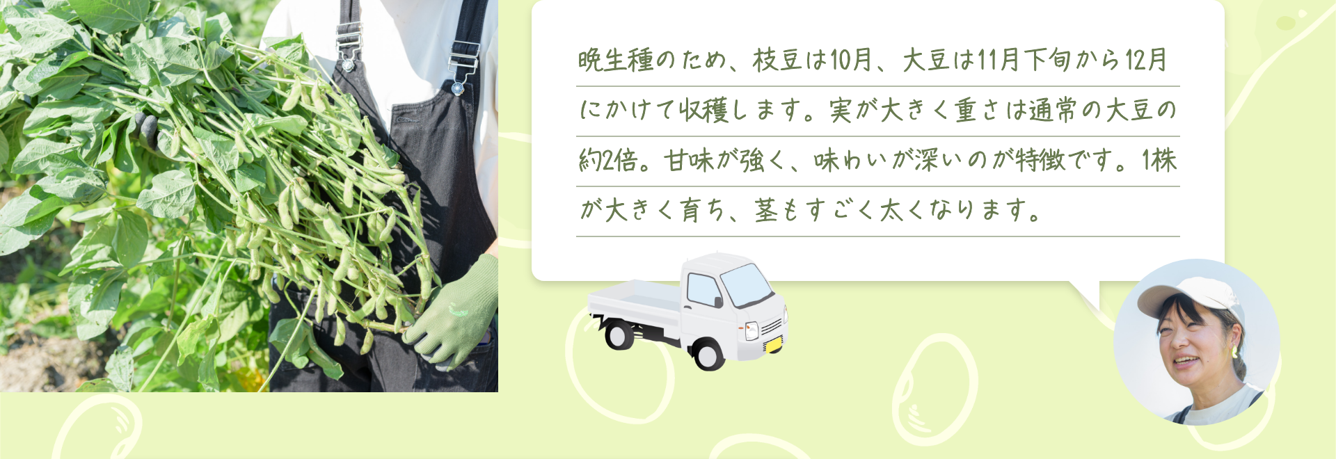 晩生種のため、枝豆は10月、大豆は11月下旬から12月にかけて収穫します。実が大きく重さは通常の大豆の約2倍。甘味が強く、味わいが深いのが特徴です。1株が大きく育ち、茎もすごく太くなります。
