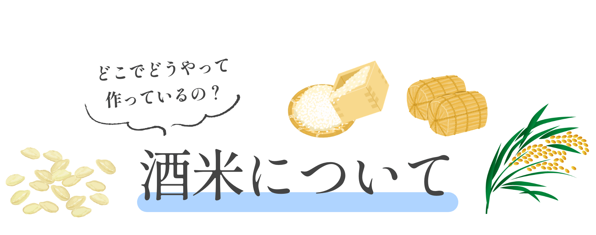 どこでどうやって作っているの？ 酒米について