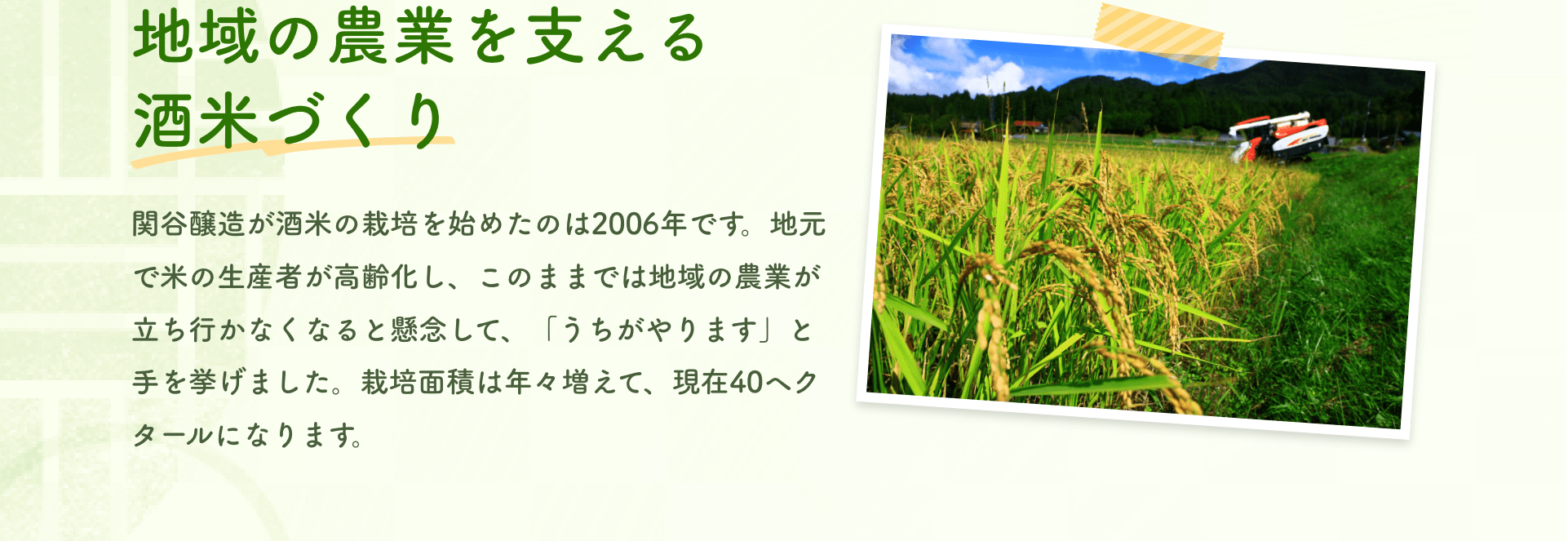 地域の農業を支える酒米づくり｜関谷醸造が酒米の栽培を始めたのは2006年です。地元で米の生産者が高齢化し、このままでは地域の農業が立ち行かなくなると懸念して、「うちがやります」と手を挙げました。栽培面積は年々増えて、現在40ヘクタールになります。