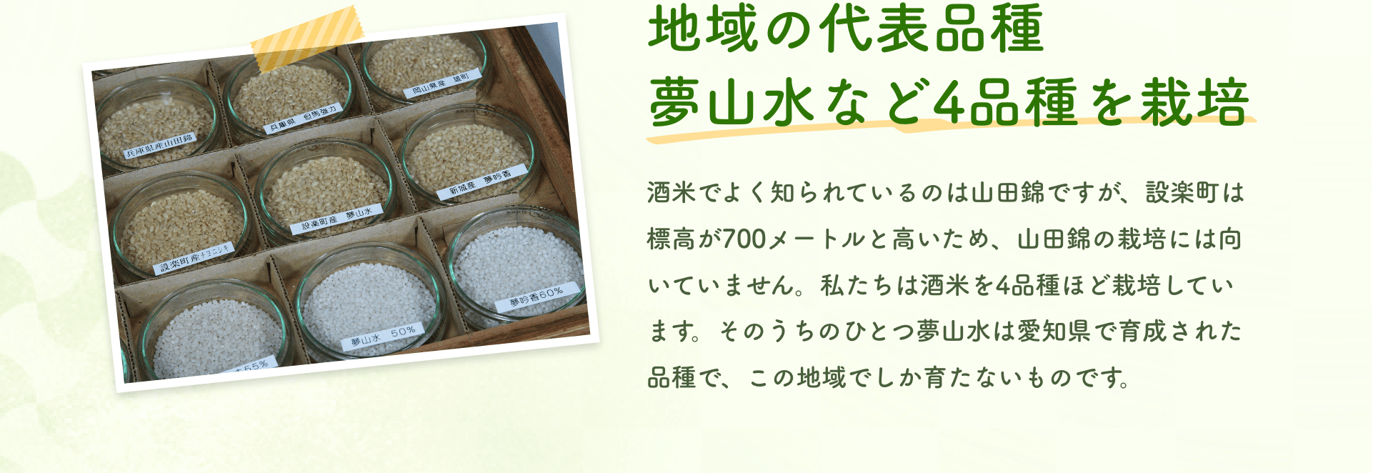 地域の代表品種夢山水など4品種を栽培｜酒米でよく知られているのは山田錦ですが、設楽町は標高が700メートルと高いため、山田錦の栽培には向いていません。私たちは酒米を4品種ほど栽培しています。そのうちのひとつ夢山水は愛知県で育成された品種で、この地域でしか育たないものです。