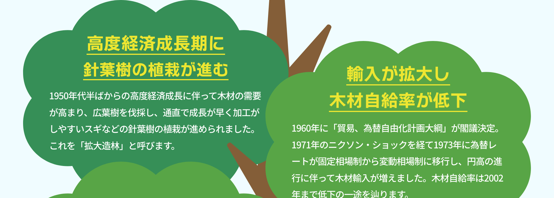 高度経済成長期に針葉樹の植栽が進む　1950年代半ばからの高度経済成長に伴って木材の需要が高まり、広葉樹を伐採し、通直で成長が早く加工がしやすいスギなどの針葉樹の植栽が進められました。これを「拡大造林」と呼びます。｜輸入が拡大し木材自給率が低下　1960年に「貿易、為替自由化計画大綱」が閣議決定。1971年のニクソン・ショックを経て1973年に為替レートが固定相場制から変動相場制に移行し、円高の進行に伴って木材輸入が増えました。木材自給率は2002年まで低下の一途を辿ります。