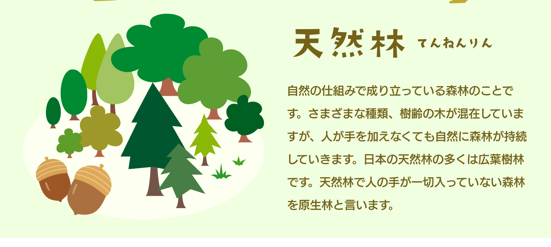 天然林てんねんりん　自然の仕組みで成り立っている森林のことです。さまざまな種類、樹齢の木が混在していますが、人が手を加えなくても自然に森林が持続していきます。日本の天然林の多くは広葉樹林です。天然林で人の手が一切入っていない森林を原生林と言います。